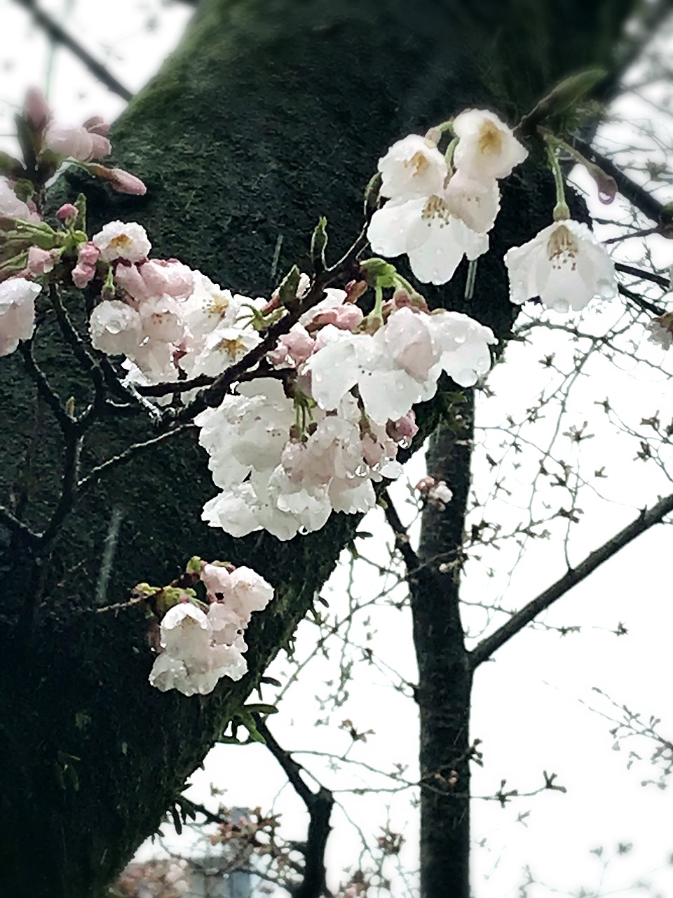 小頭町公園の桜
