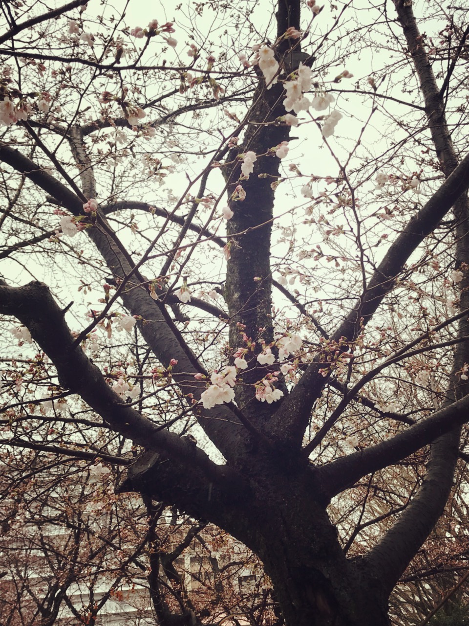 小頭町公園の桜